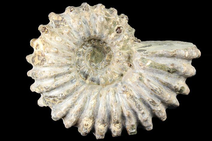 Bumpy Douvilleiceras Ammonite - Madagascar #79125